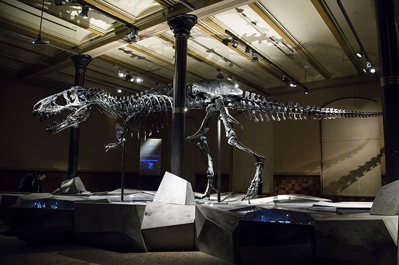 T-Rex au Naturkunde-museum - Photo Didier Laget