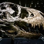 T.rex Tristan - Photo Didier Laget