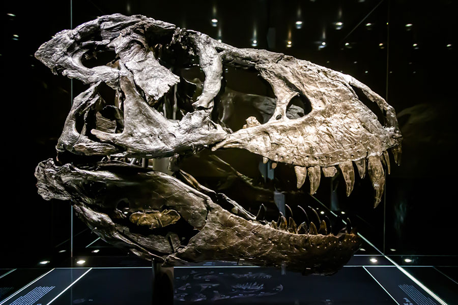 T.rex Tristan - Photo Didier Laget