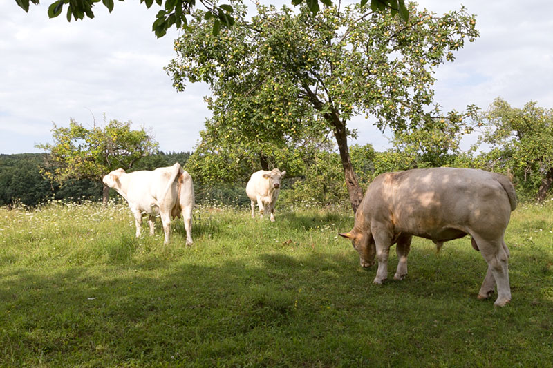 Loi sur la délégation de surveillance de l'étiquetage de la viande bovine - Bovins à Bukow