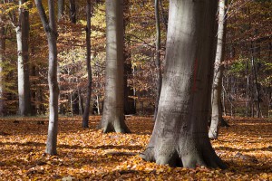 La foret du Sacrower see - Photo Didier Laget